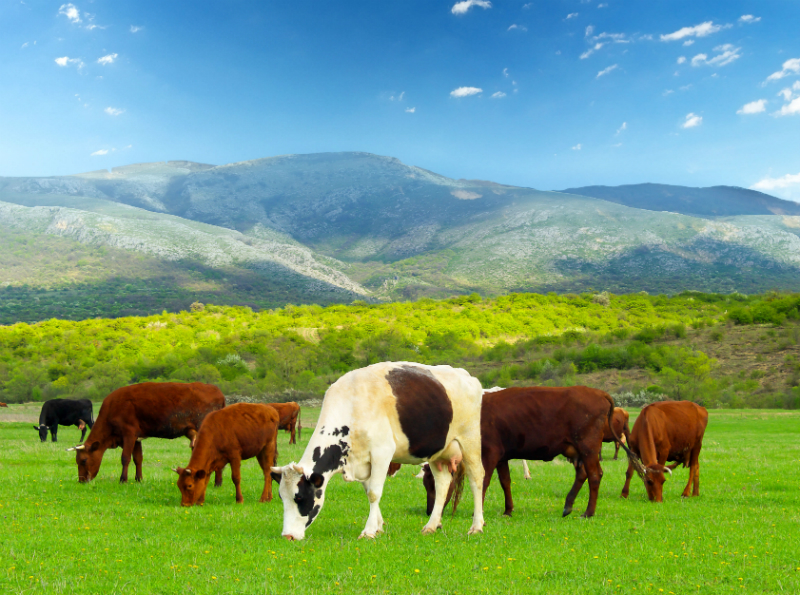 Key Reasons to Buy Angus Cattle for Sale from a Reputable Ranch