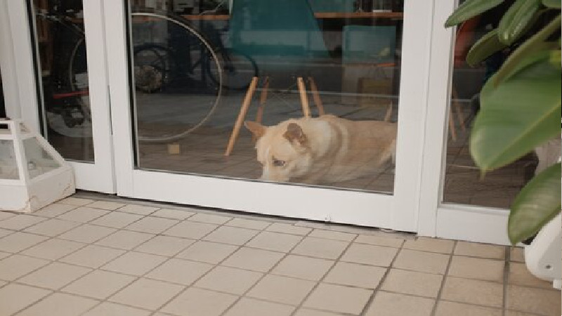 Reasons To Sign Up For Pet Obedience Training In Cabot AR
