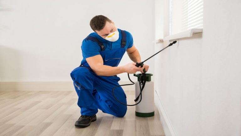Ways That Pest Control In Bairnsdale Can Prevent Bed Bugs