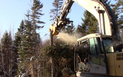 Tree Care Services in Rancho Cucamonga, CA: Professional Care for a Greener Tomorrow