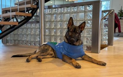 Trained Personal Protection Dogs For Sale: Secure Your Home