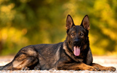 Why Trained Home Protection Dogs Offer Peace of Mind for American Families