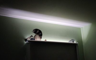 Reduce Home Energy Costs Using Sunlight Blocking Blinds for Superior Indoor Comfort