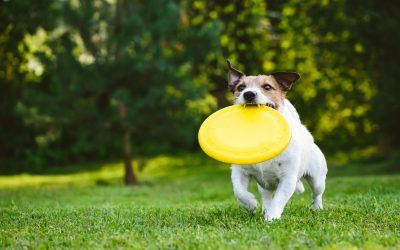 Benefits of Choosing Dog Training Services Brevard County FL for Lasting Positive Results