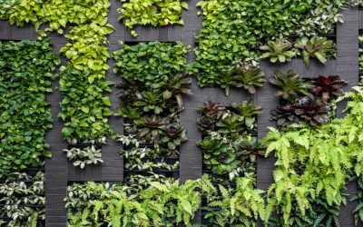 Ways indoor plants Miami homeowners select thrive in warm and humid environments