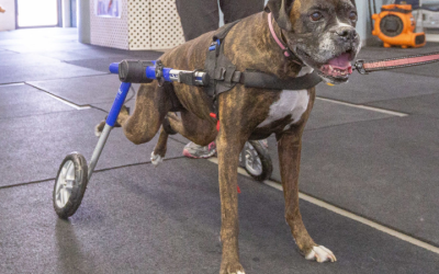 Ease Canine Joint Pain With an Orthopedic Brace for Dog Mobility Support