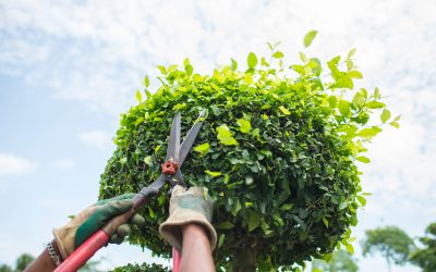 How Local Residents Can Address Beech Leaf Disease in Passaic County, NJ, Effectively