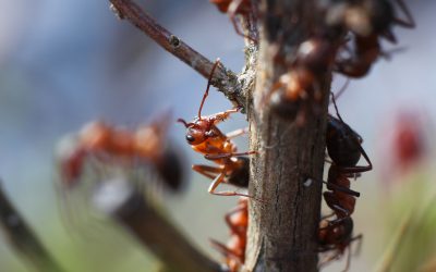 Simple steps to ant pest control Cedar Grove NJ property owners recommend for peace of mind